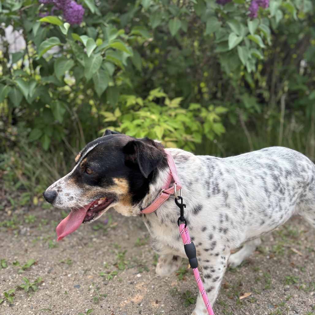 Rosie