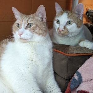 Podo, Adult Male Domestic Short Hair