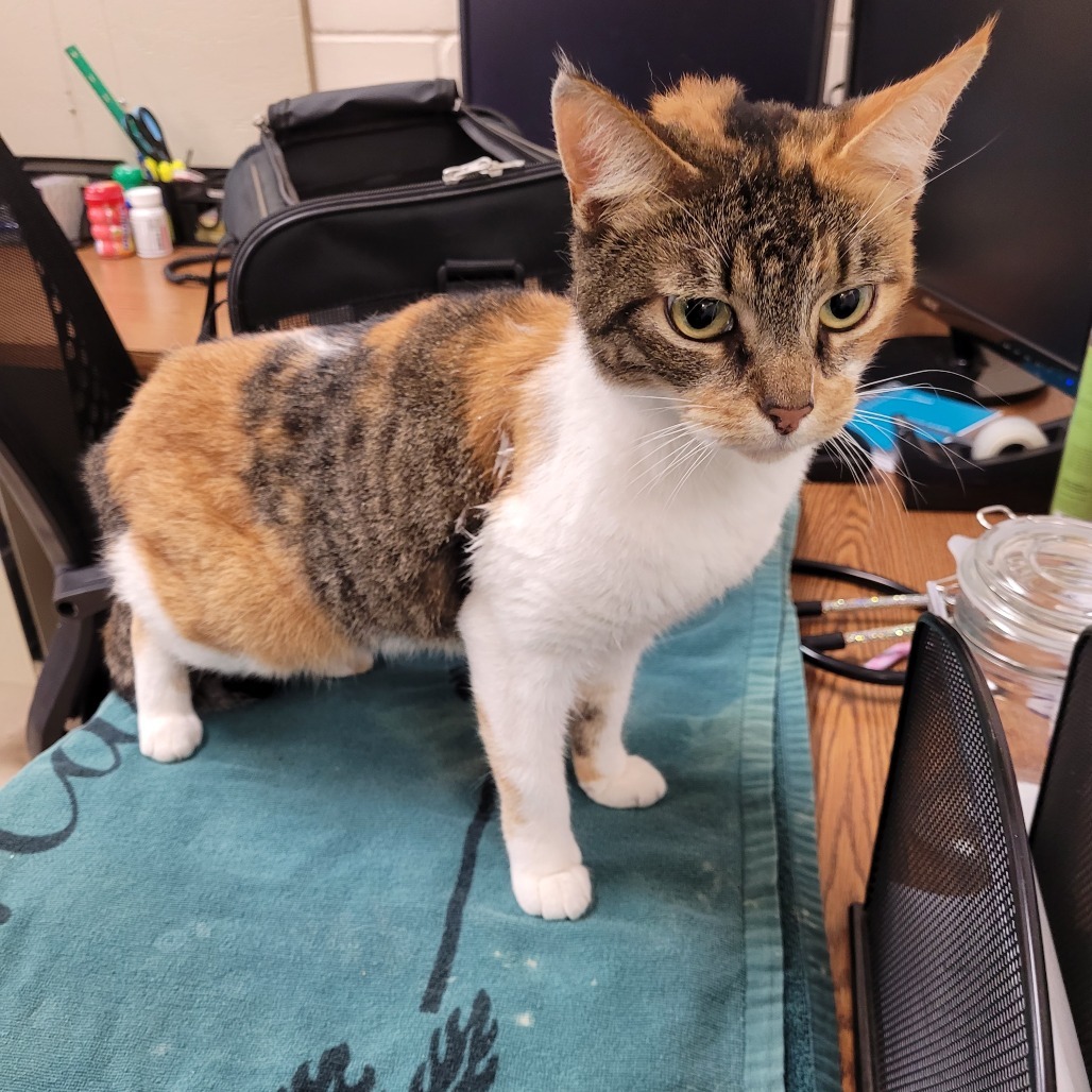 Pretty Girl