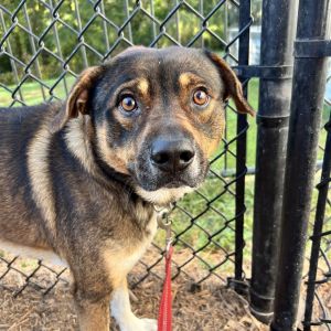 Bear, Adult Male Mixed Breed