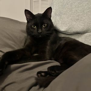 Tofu, Adult Male Domestic Short Hair