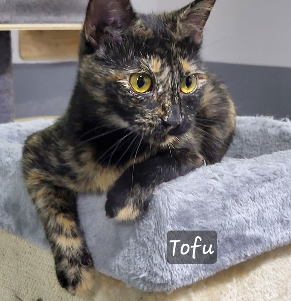 Tofu