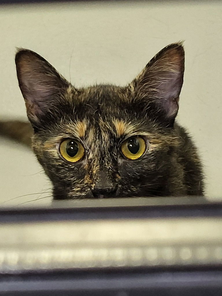 Tofu