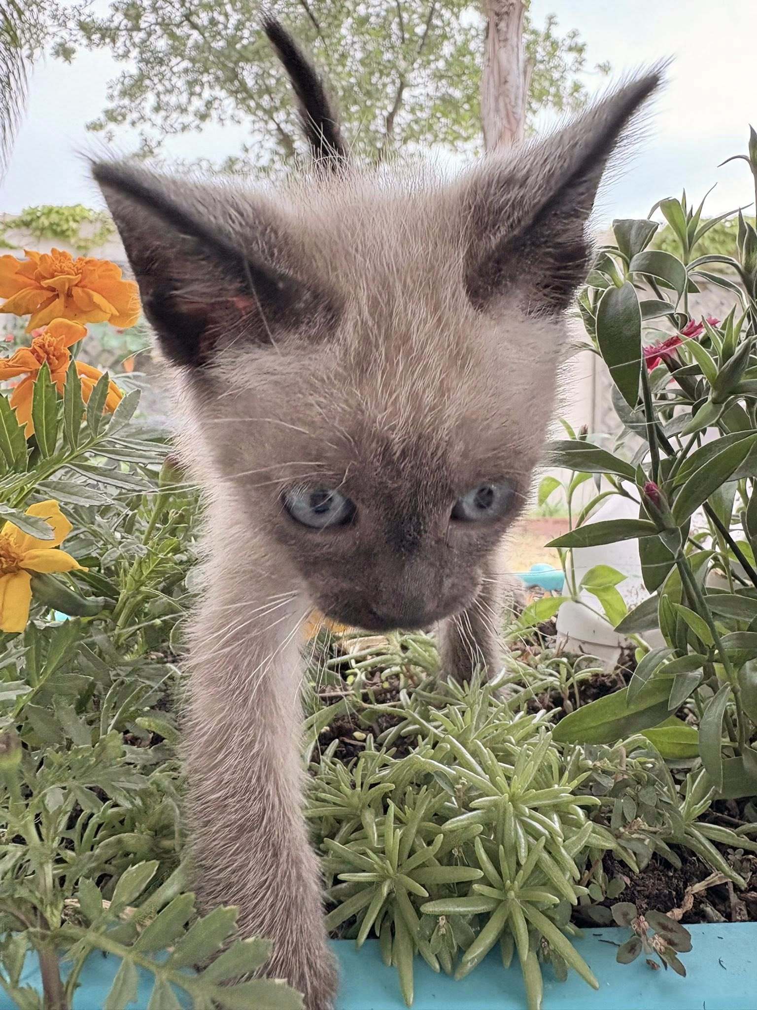 Smokey