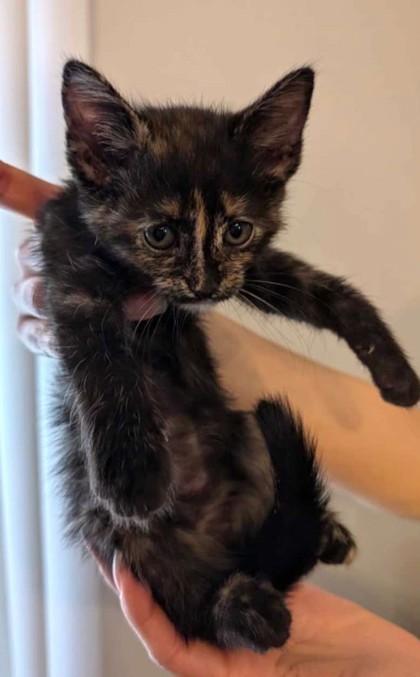 Bijoux