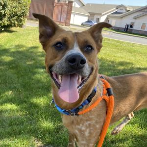 Doogie Mixed Breed Dog