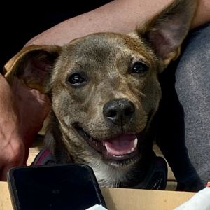 Brownie has made great strides while in foster care she has gone from being terrified of people to 