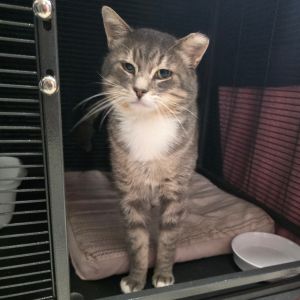 Giannini Domestic Short Hair Cat