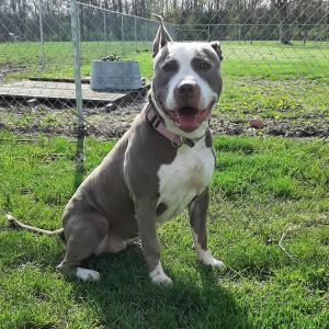 Lola, Adult Female Pit Bull Terrier