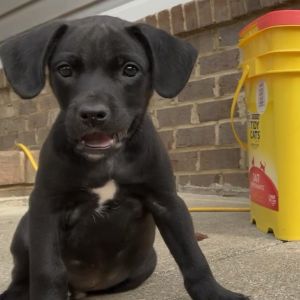 Brutus