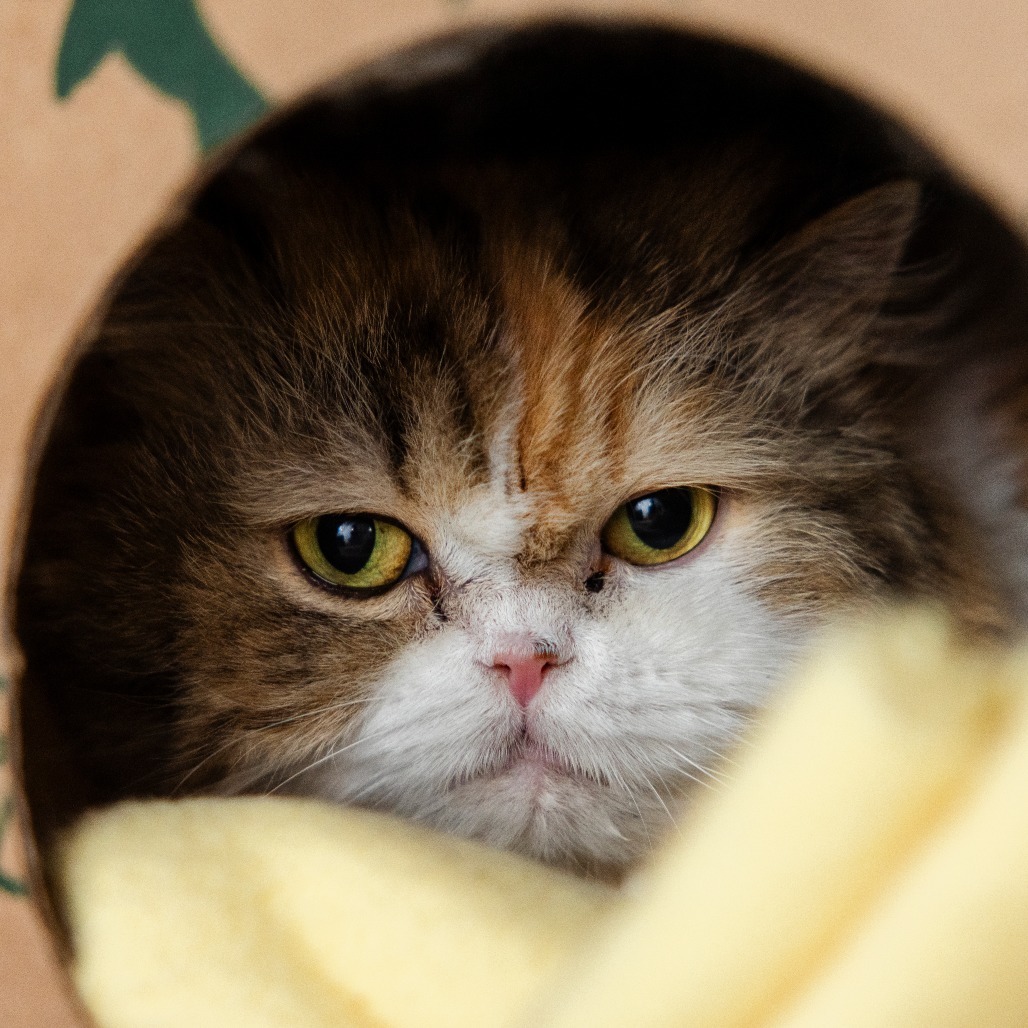 Agnes, an adoptable Scottish Fold, Domestic Long Hair in Incline Village, NV, 89451 | Photo Image 1