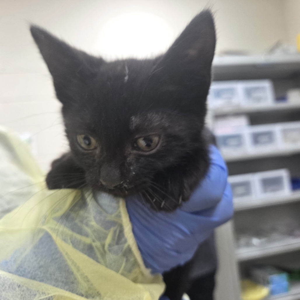 Bop-it, an adoptable American Shorthair in Incline Village, NV, 89451 | Photo Image 1