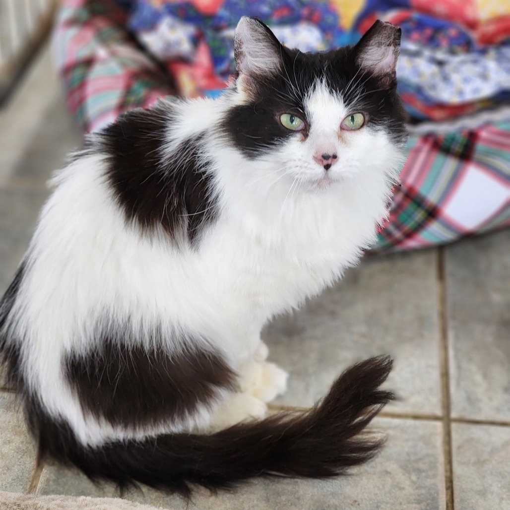 Bridget (Ithaca PetSmart)