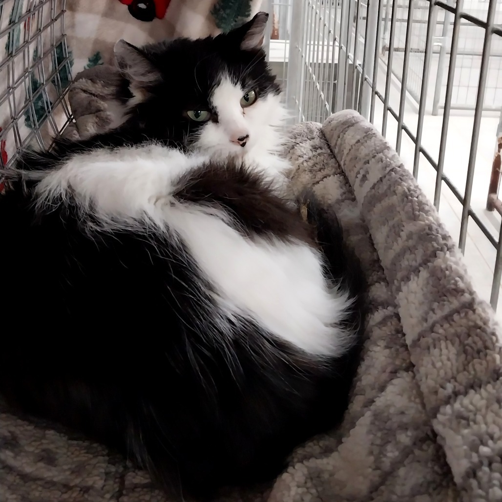 Bridget (Ithaca PetSmart)