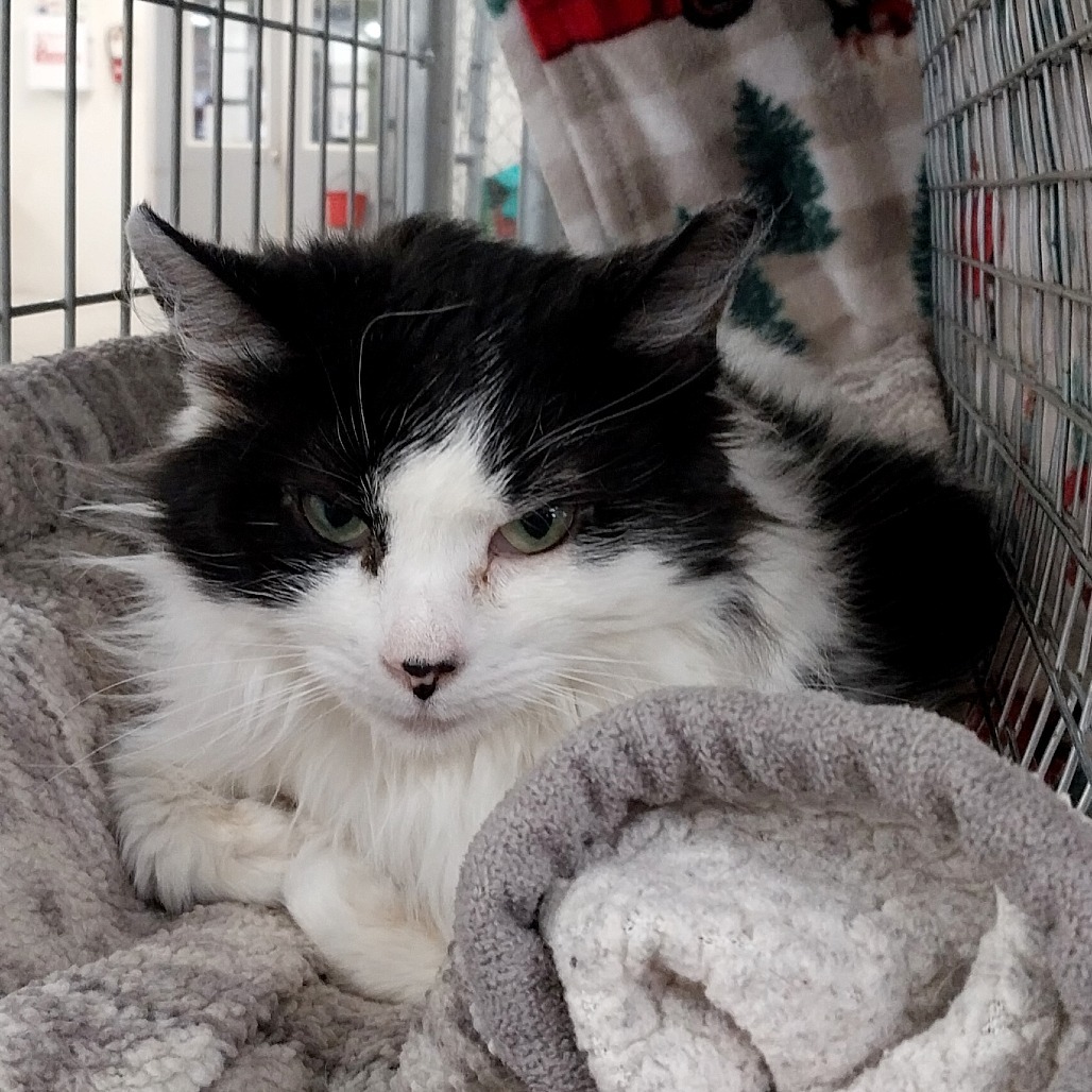 Bridget (Ithaca PetSmart)