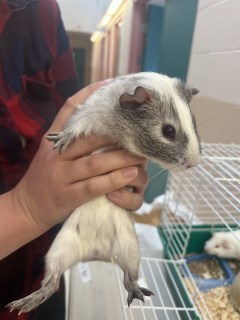 81212, Adult Male Guinea Pig