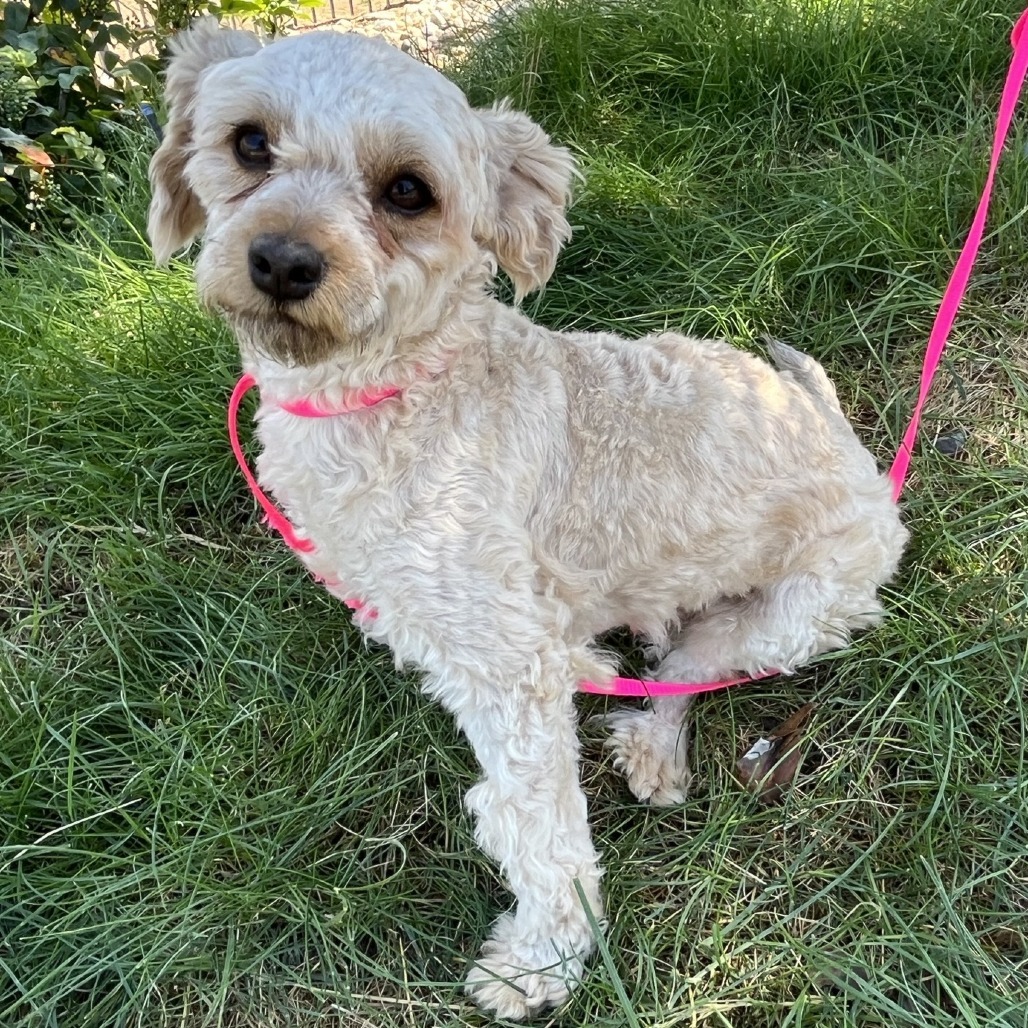 Grant, an adoptable Poodle, Cockapoo in Cashmere, WA, 98815 | Photo Image 1