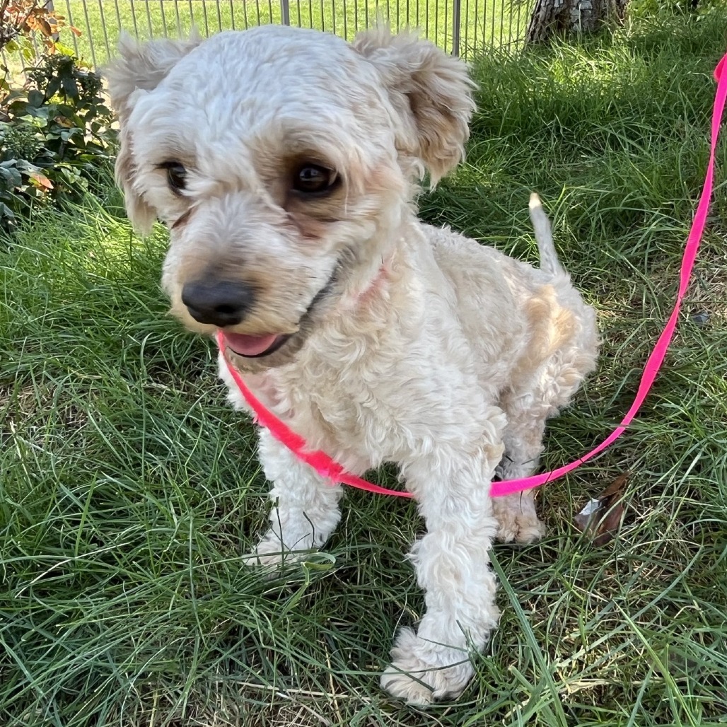 Grant, an adoptable Poodle, Cockapoo in Cashmere, WA, 98815 | Photo Image 2