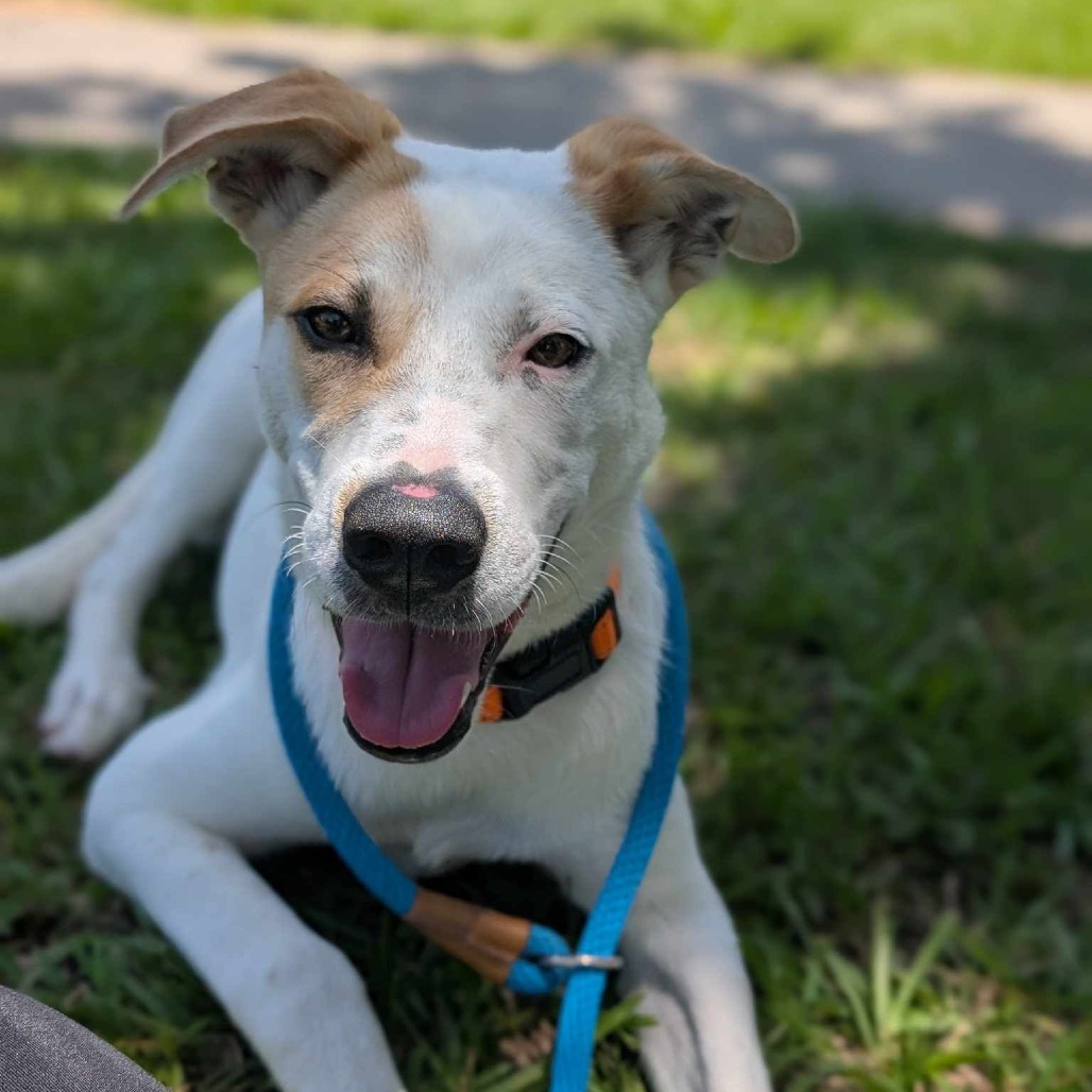 Hugo