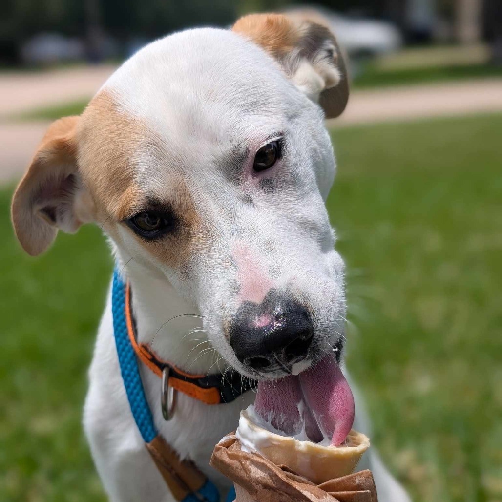 Hugo