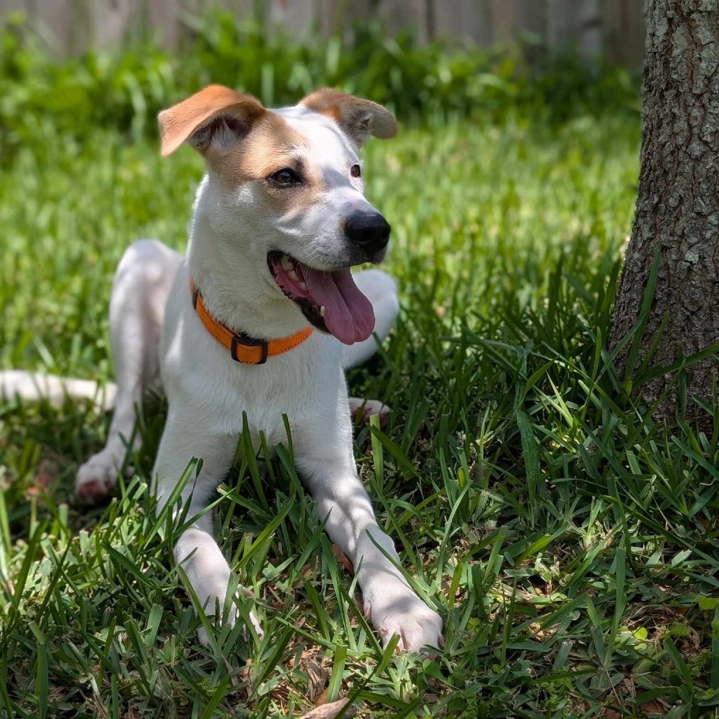 Hugo