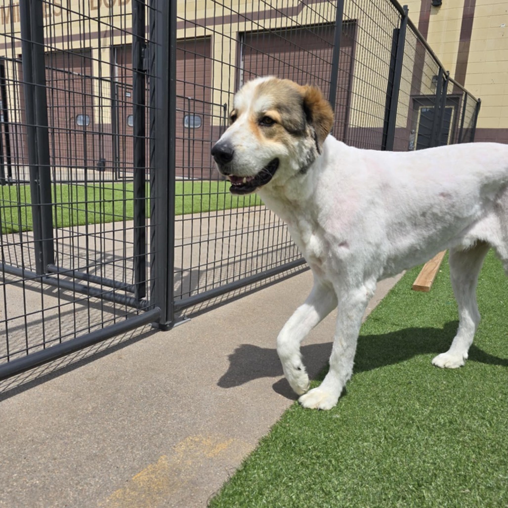 Curuba, an adoptable Great Pyrenees, Saint Bernard in Garden City, KS, 67846 | Photo Image 1