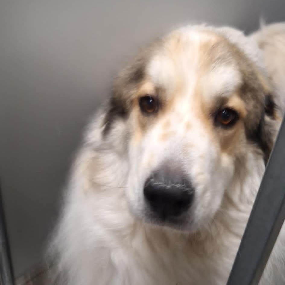 Curuba, an adoptable Great Pyrenees, Saint Bernard in Garden City, KS, 67846 | Photo Image 2