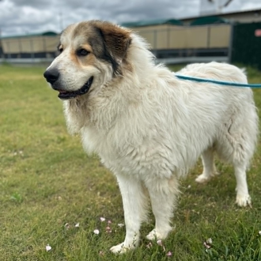 Curuba, an adoptable Great Pyrenees, Saint Bernard in Garden City, KS, 67846 | Photo Image 3