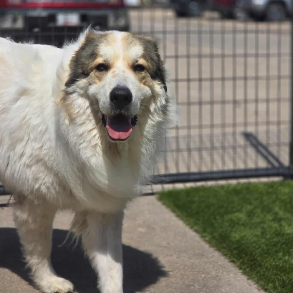 Curuba, an adoptable Great Pyrenees, Saint Bernard in Garden City, KS, 67846 | Photo Image 4