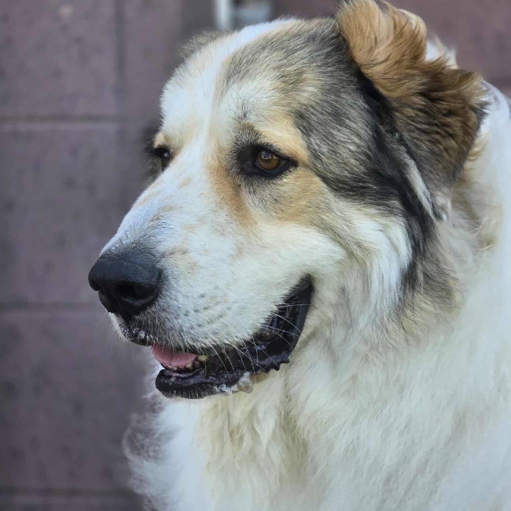 Curuba, an adoptable Great Pyrenees, Saint Bernard in Garden City, KS, 67846 | Photo Image 5