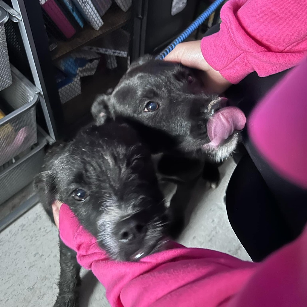 Thing Two, an adoptable Terrier in Garden City, KS, 67846 | Photo Image 1