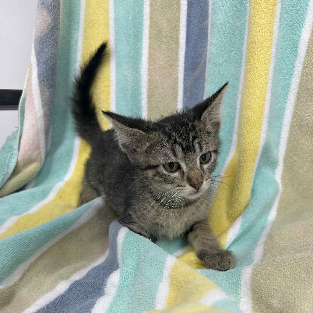 Fabian, an adoptable Domestic Short Hair in Garden City, KS, 67846 | Photo Image 1