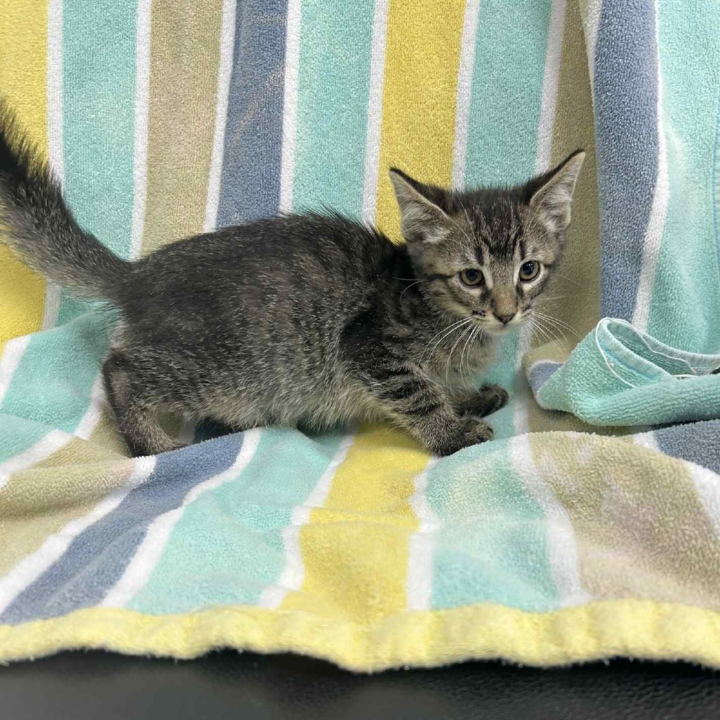 Samuel, an adoptable Domestic Short Hair in Garden City, KS, 67846 | Photo Image 1