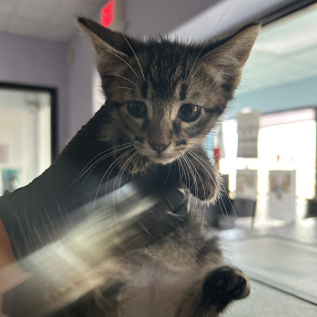 Samuel, an adoptable Domestic Short Hair in Garden City, KS, 67846 | Photo Image 2
