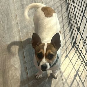 Penelope, Young Female Jack Russell Terrier