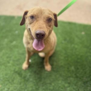 Princess, Adult Female Labrador Retriever