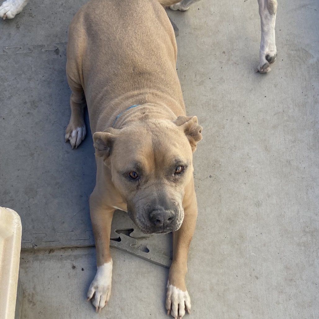 Nala