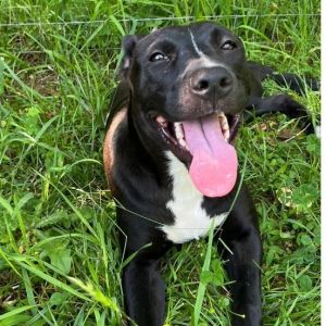 Pendant, Young Female Mixed Breed