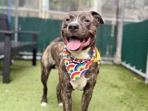 Brownie Mixed Breed Dog