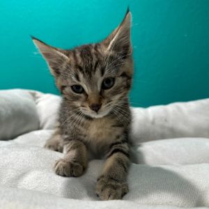 Pico Bengal Cat