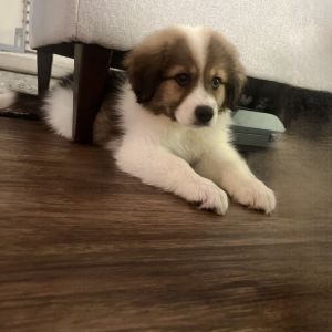 Paprika (pink collar), Baby Female unknown
