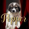 Pepper (grey collar) photo 2