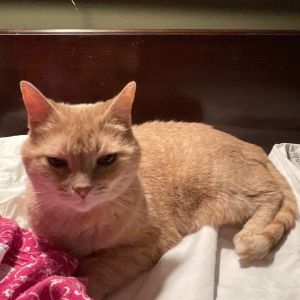 Clementine, Senior Female Domestic Short Hair