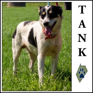 Tank, Young Male Australian Shepherd