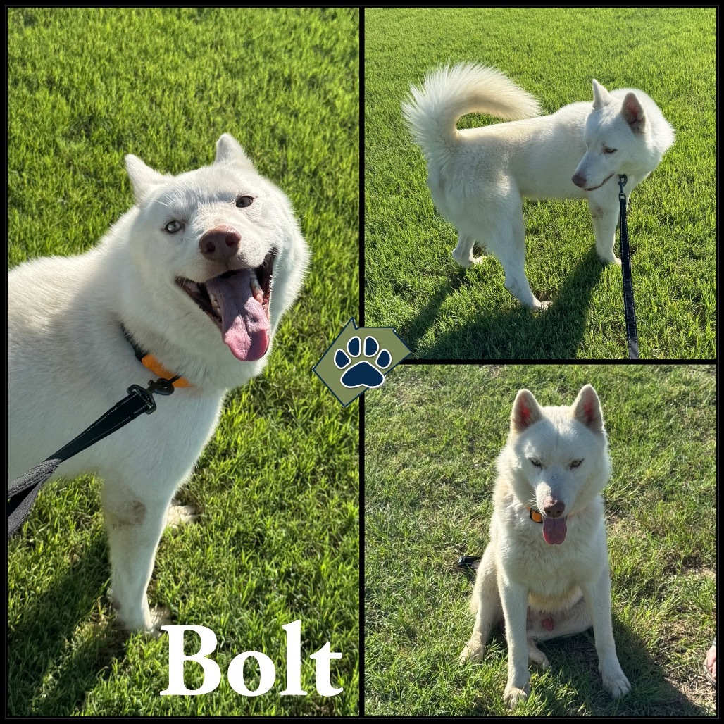 Bolt