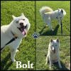 Bolt photo 1
