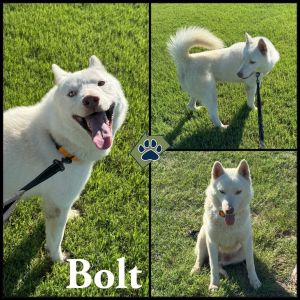 Bolt, Adult Male Husky