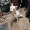 Bolt photo 2
