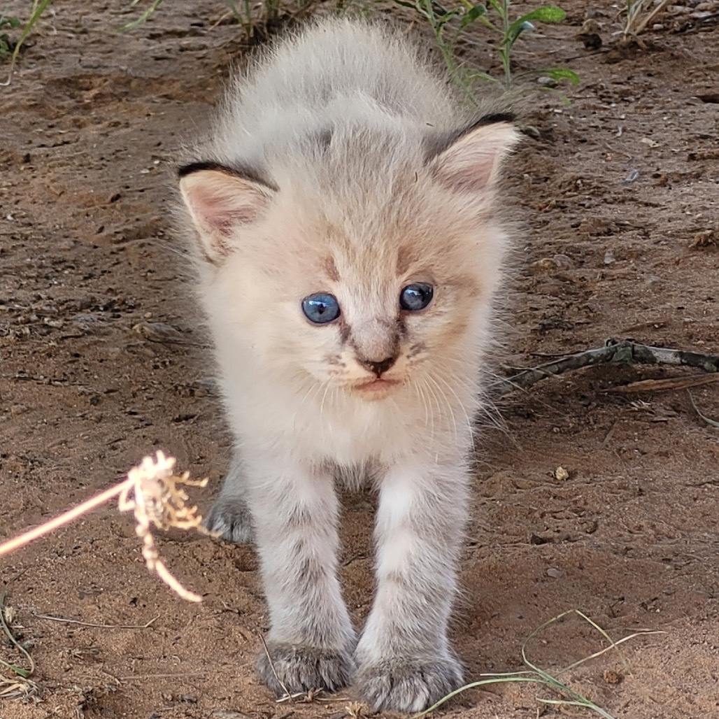 Lily, an adoptable Ragdoll, Domestic Medium Hair in Floresville, TX, 78114 | Photo Image 1