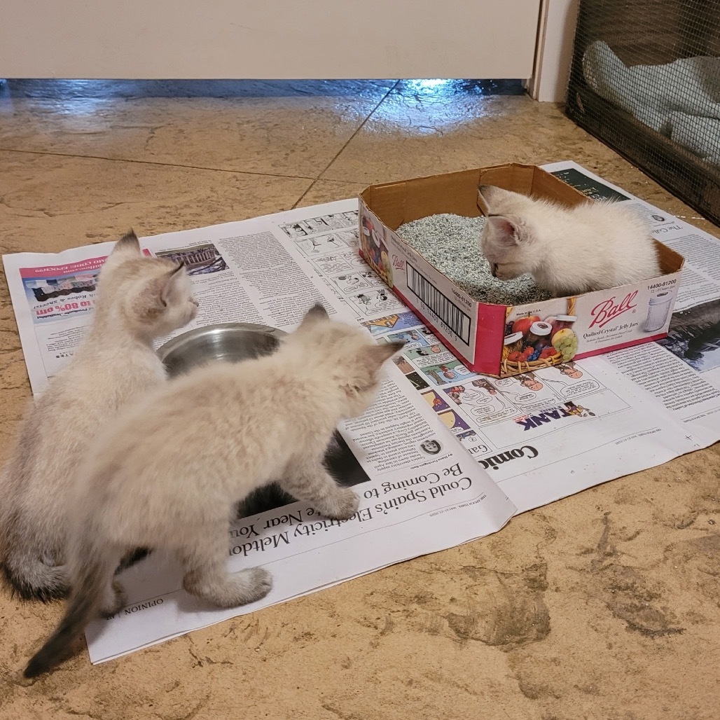 Sophie, an adoptable Ragdoll, Domestic Medium Hair in Floresville, TX, 78114 | Photo Image 1